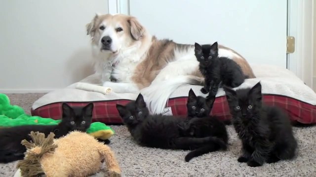 куча котят мучают собаку