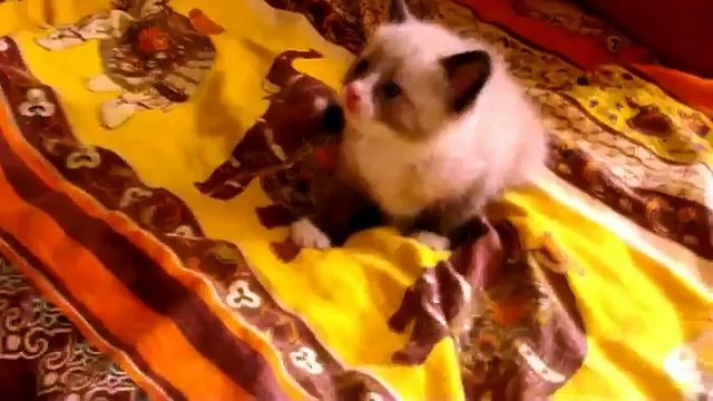 Напугали котенка пылесосом