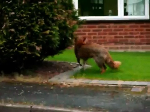 Пес спас кота от лисы