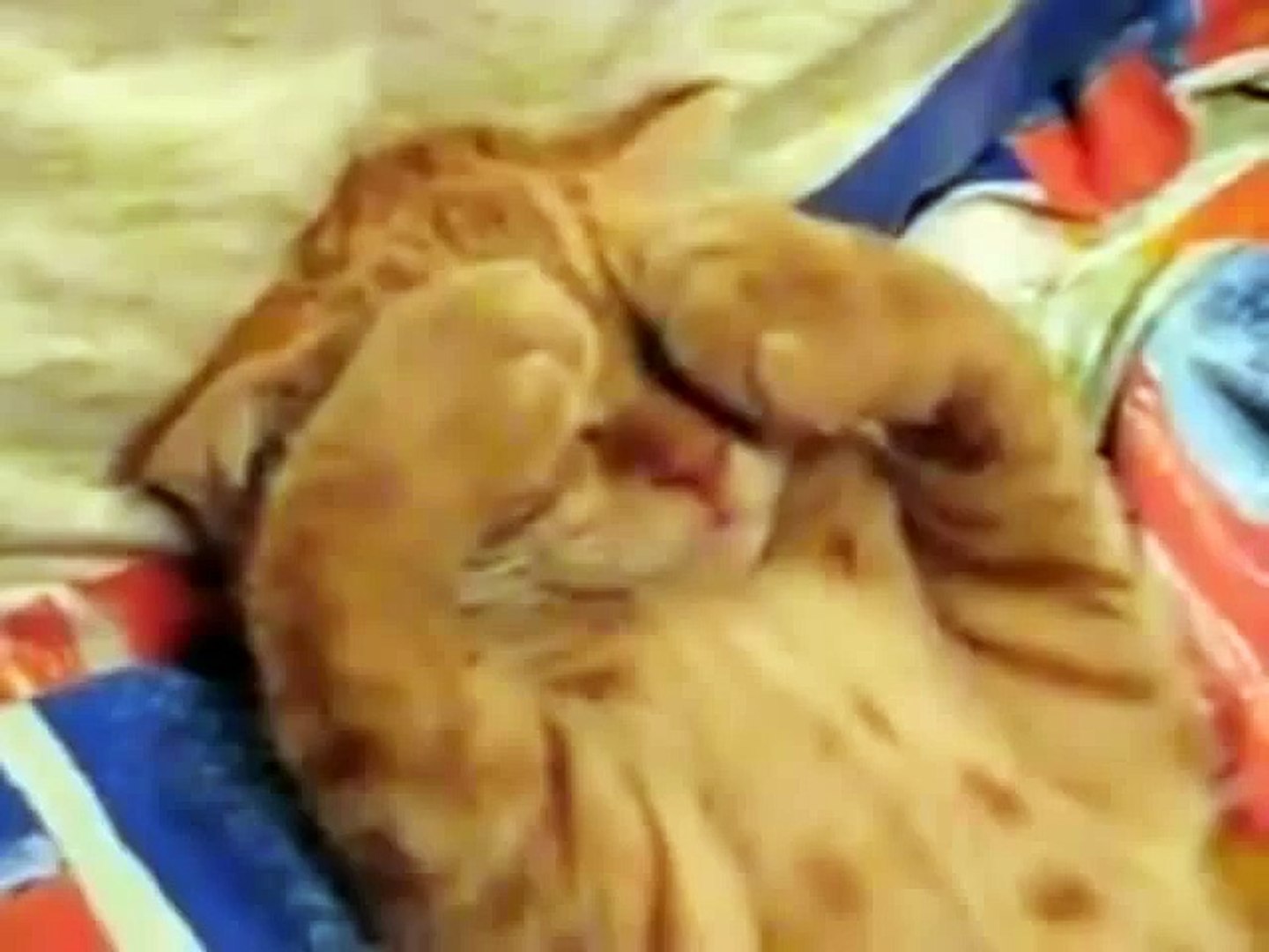 Приколы - кошки