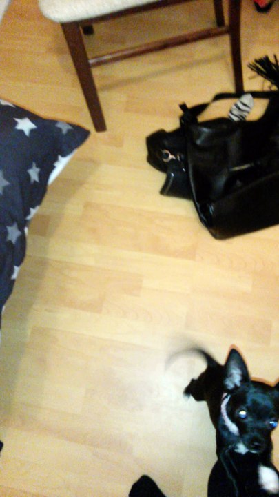 Little Chihuahua Ema - Give a paw training
