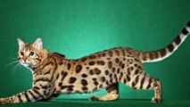 Top 10 Most Expensive Cat Breeds In The World