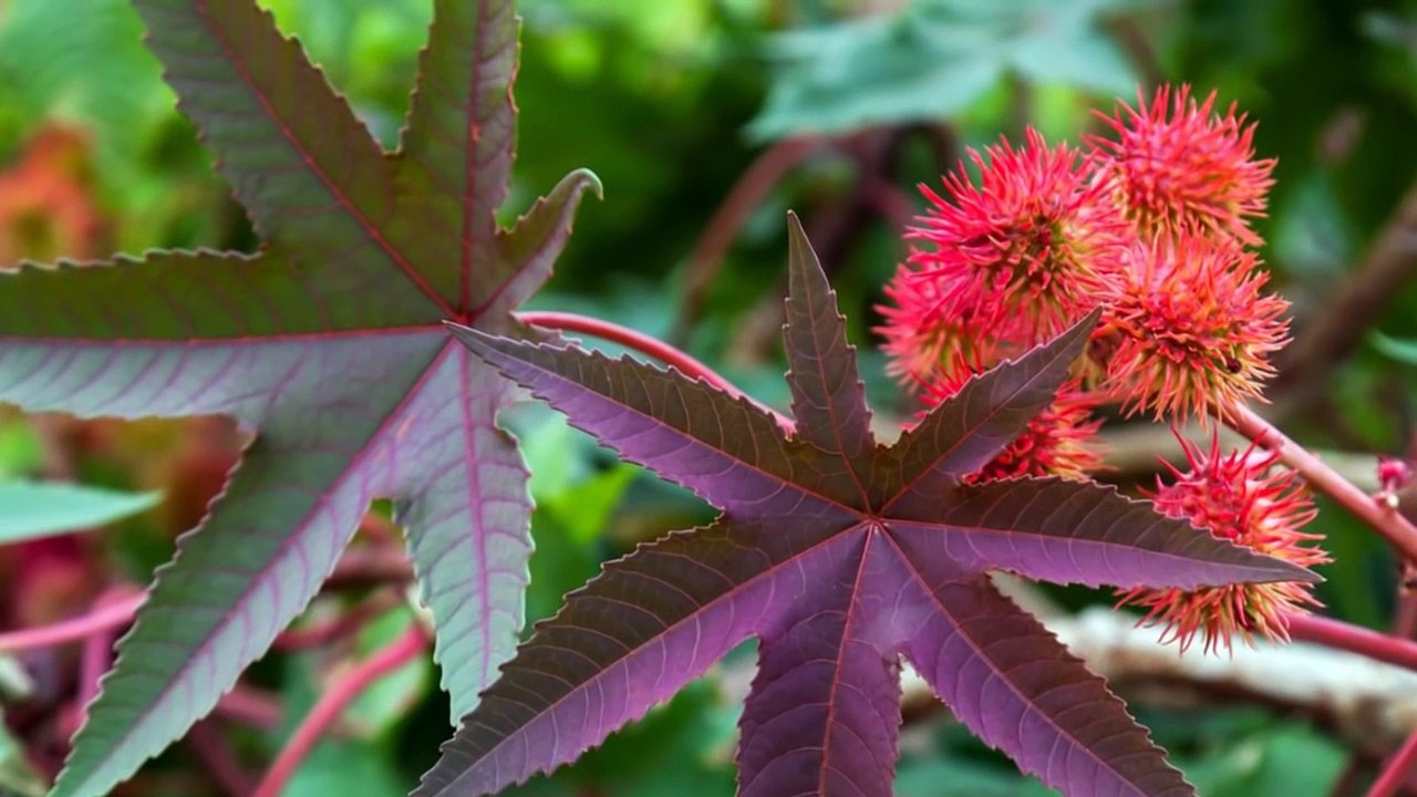 Top 10 Deadliest Poisonous Plants on Earth