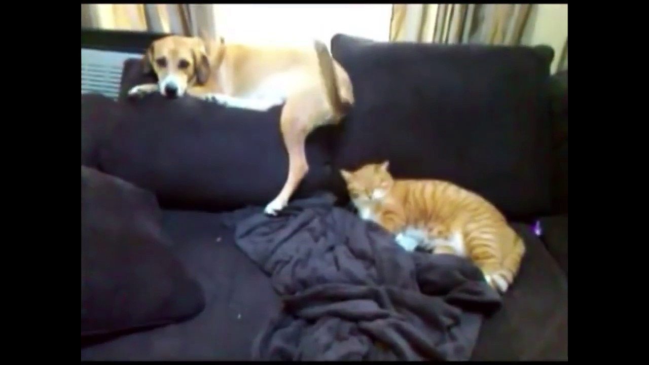 Animals Can Be Jerks