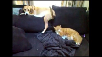 Animals Can Be Jerks