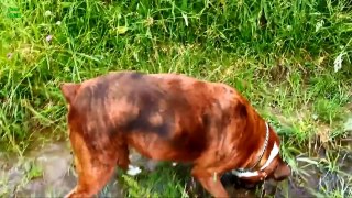 Ultimate Funny Dog Videos Compilation