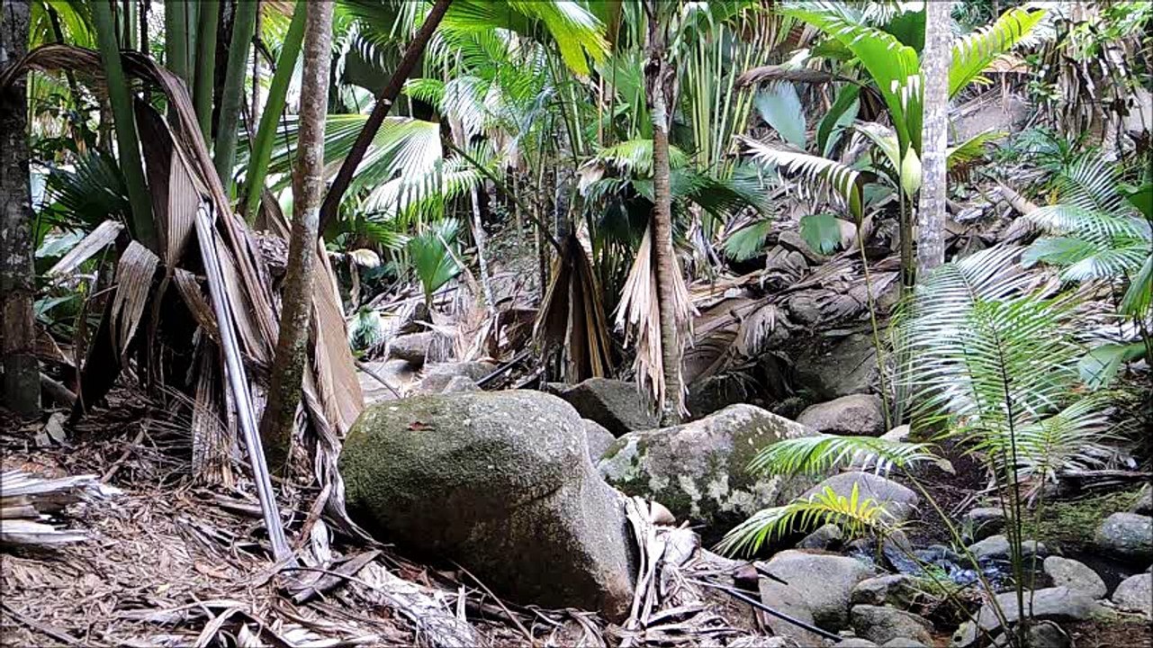 Insel der Meereskokosnuss