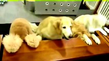 funny dogs 2016 - funny dog compilation 2016 - funny dog videos 2016 - funny dogs 2016 –