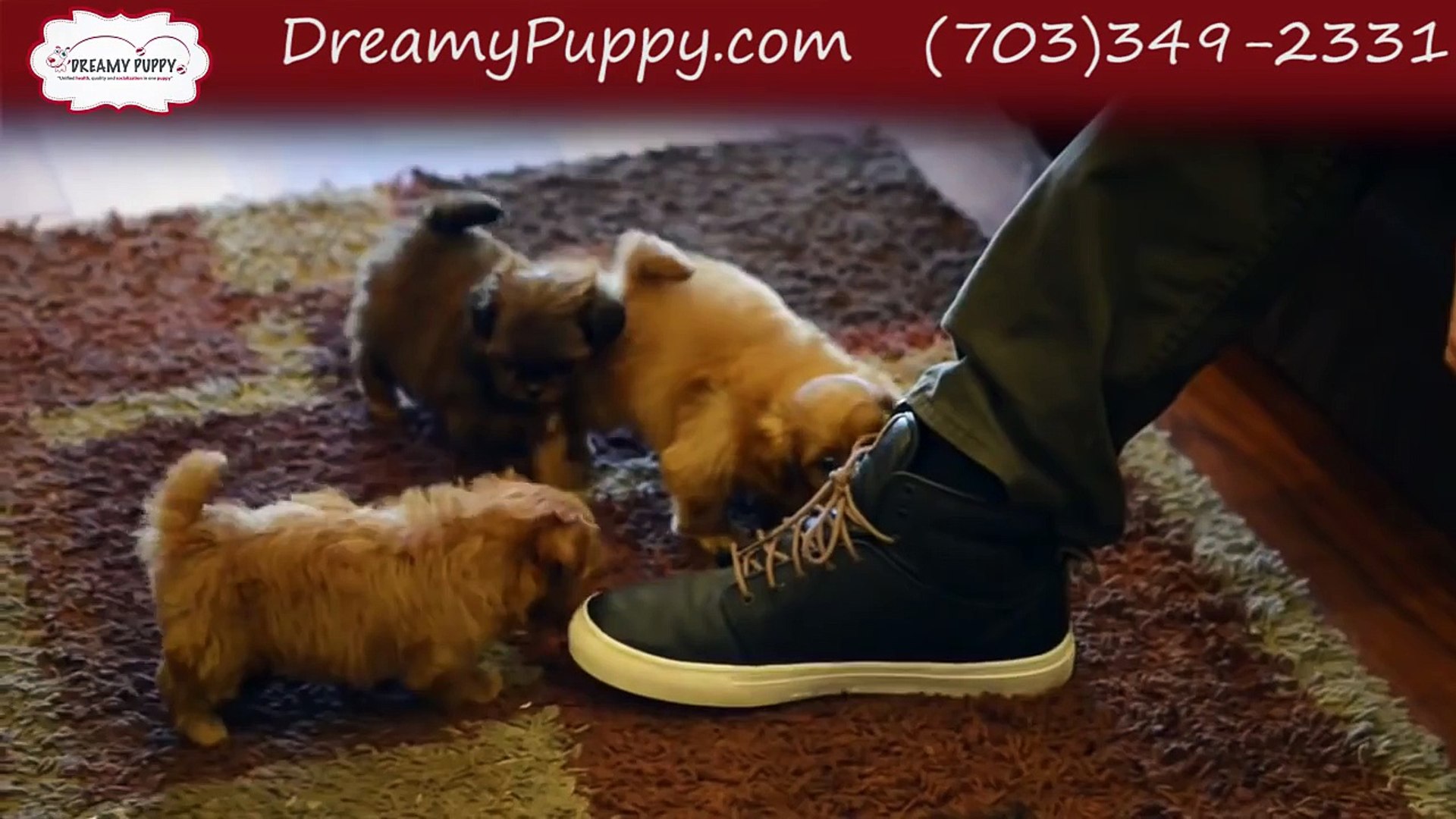 ⁣Dreamy Puppy | Dreamy Puppy Chantilly Reviews