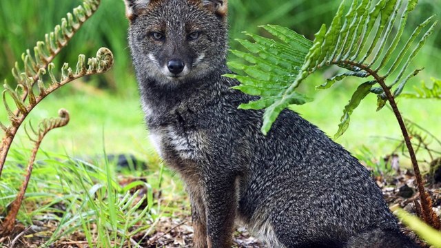 Топ-10 самых быстрых животных в мире