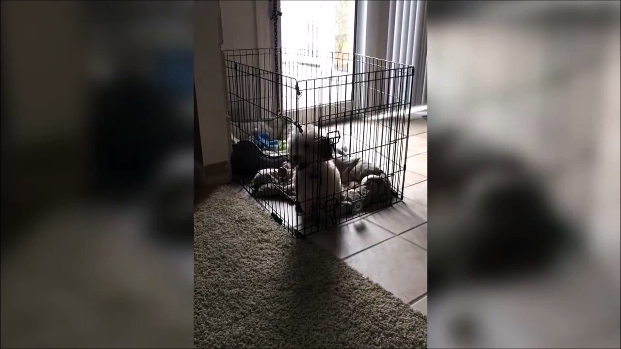 Un chien futé s'échappe de sa cage