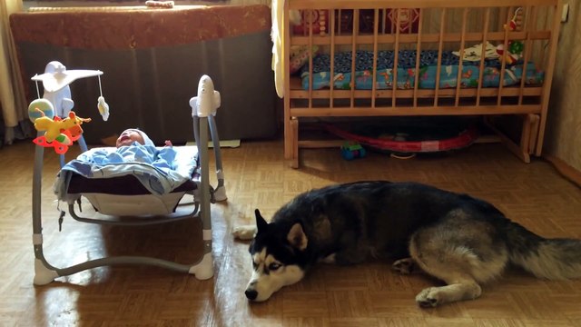 Хаска Дик успокаивает ребенка смотреть всем