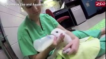 Adorable polar bear cub, rejected by her mother doing great at Columbus Zoo