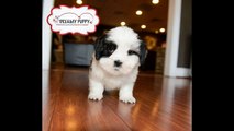 Dreamy Puppy Puppies | Dreamy Puppy Fredericksburg