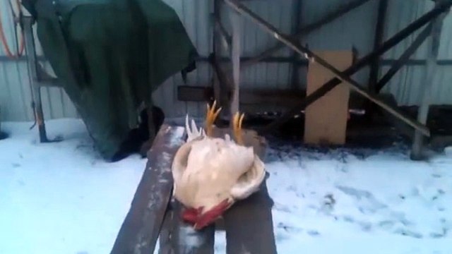 Полный Ржач!))) Петух актер смотреть всем