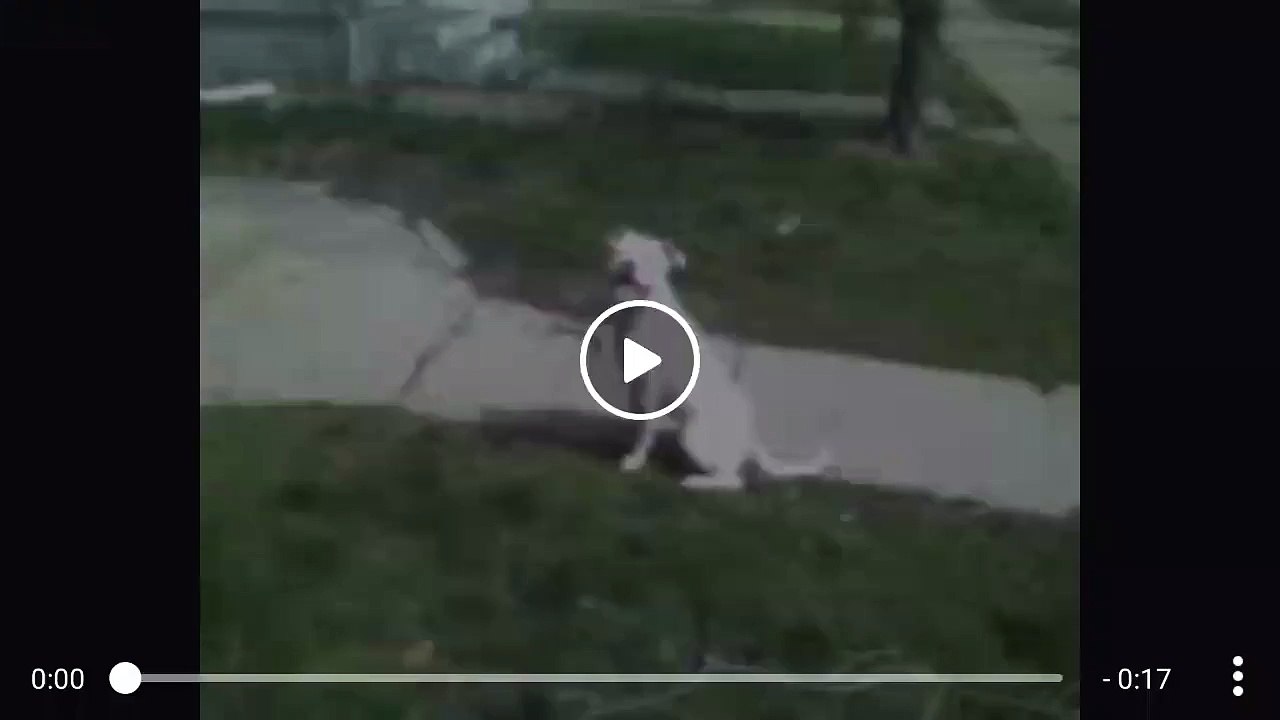 Pit Bull climbs and hangs from tree