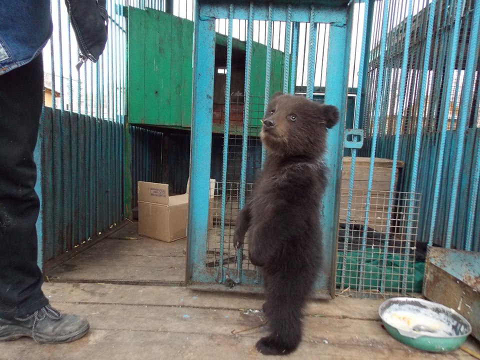 Funny Videos Of Funny Animals Compilation 2016 NEW