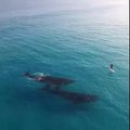Paddle Boarding with Whales...