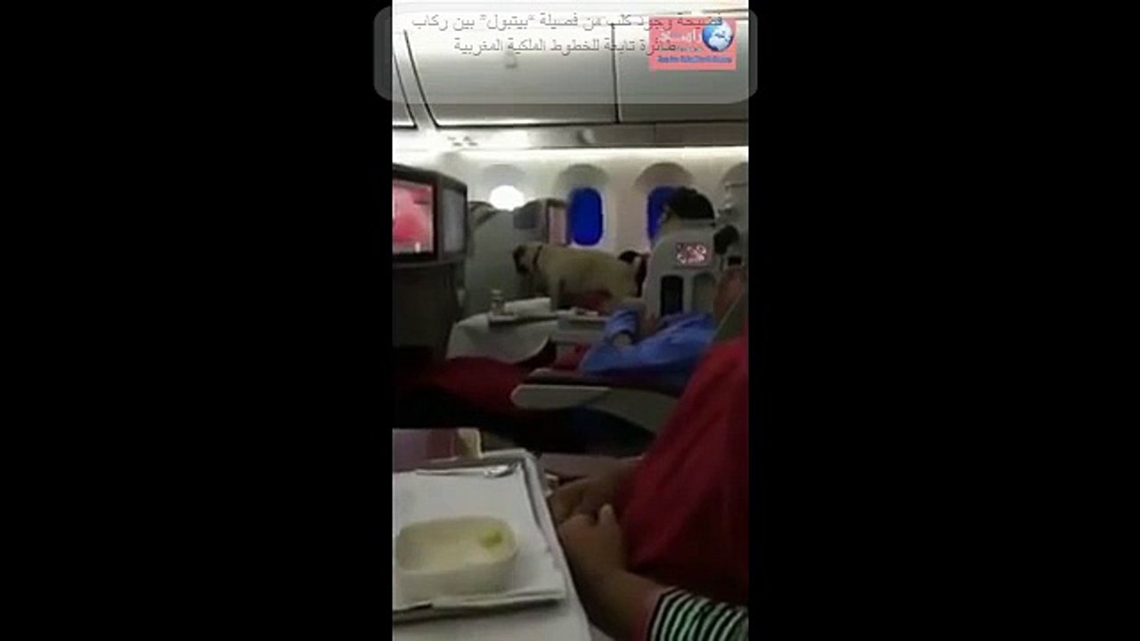 فضيحة وجود كلب من فصيلة “بيتبول” بين ركاب طائرة تابعة للخطوط الملكية المغربية