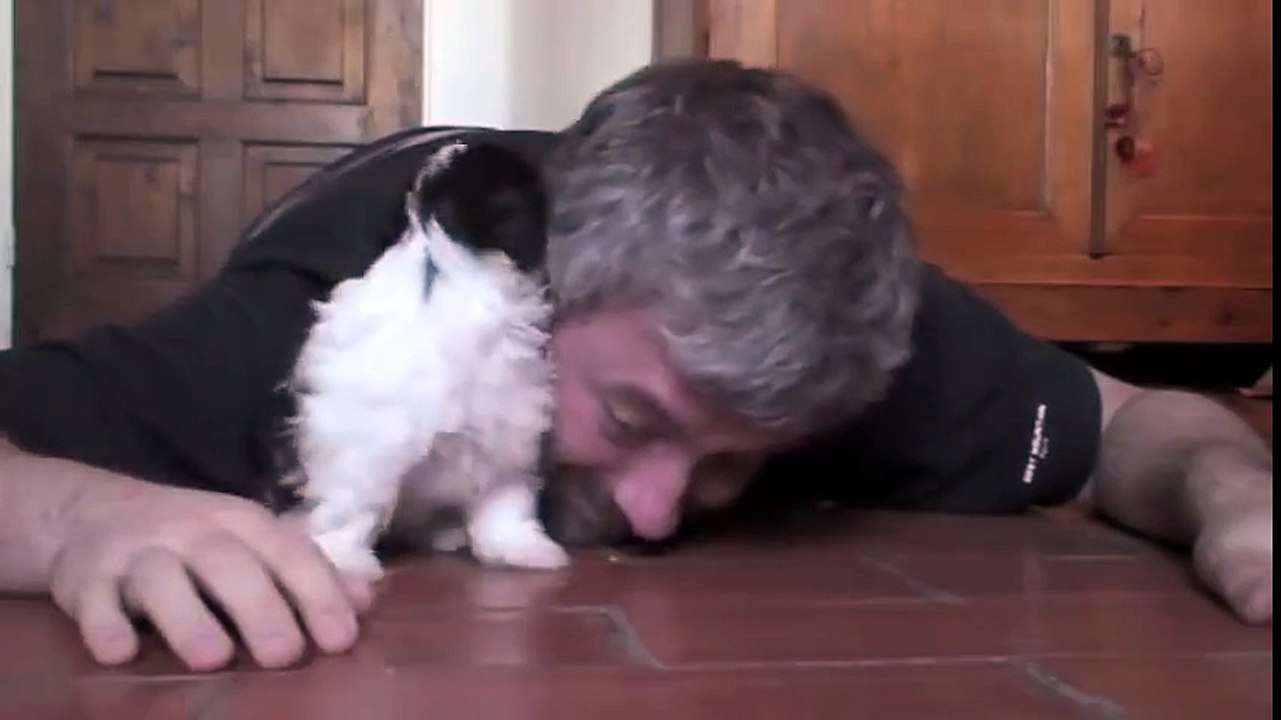 Cute Puppy Play
