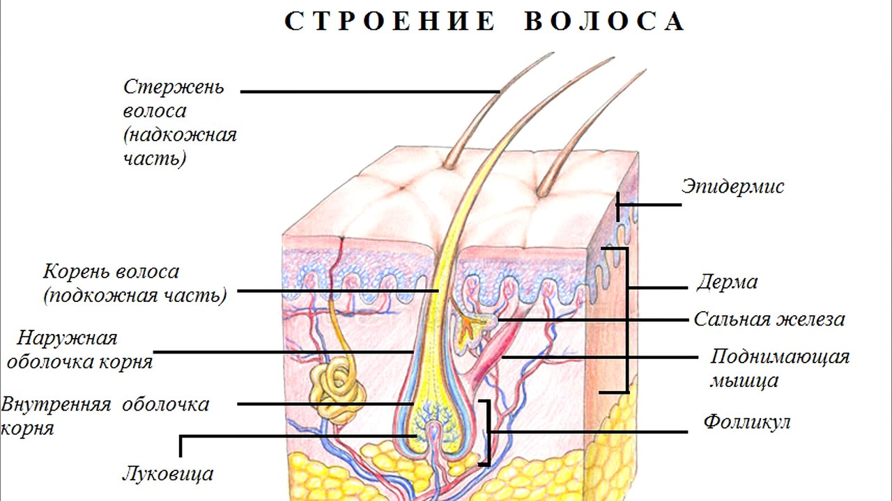 Трихология. Консультация врача-трихолога. Выпадение волос. Причины выпадения волос. Способы лечения выпадения волос .