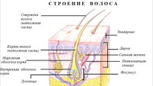 Трихология. Консультация врача-трихолога. Выпадение волос. Причины выпадения волос. Способы лечения выпадения волос .