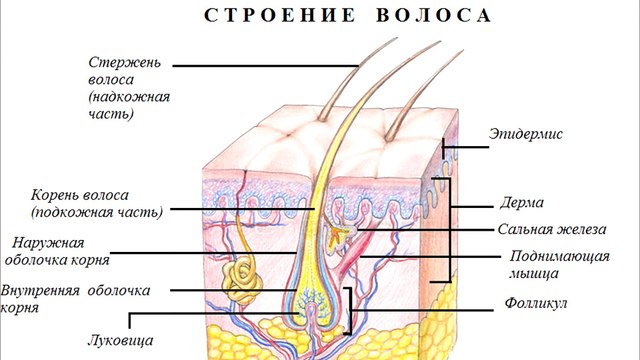 Трихология. Консультация врача-трихолога. Выпадение волос. Причины выпадения волос. Способы лечения выпадения волос .