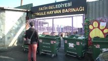 Yedikule Hayvan Barınağı 7. Sevgi Günü