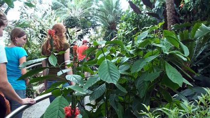 The Niagara Parks Butterfly Conservatory