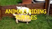 Funny animals riding turtles - Animal compilation