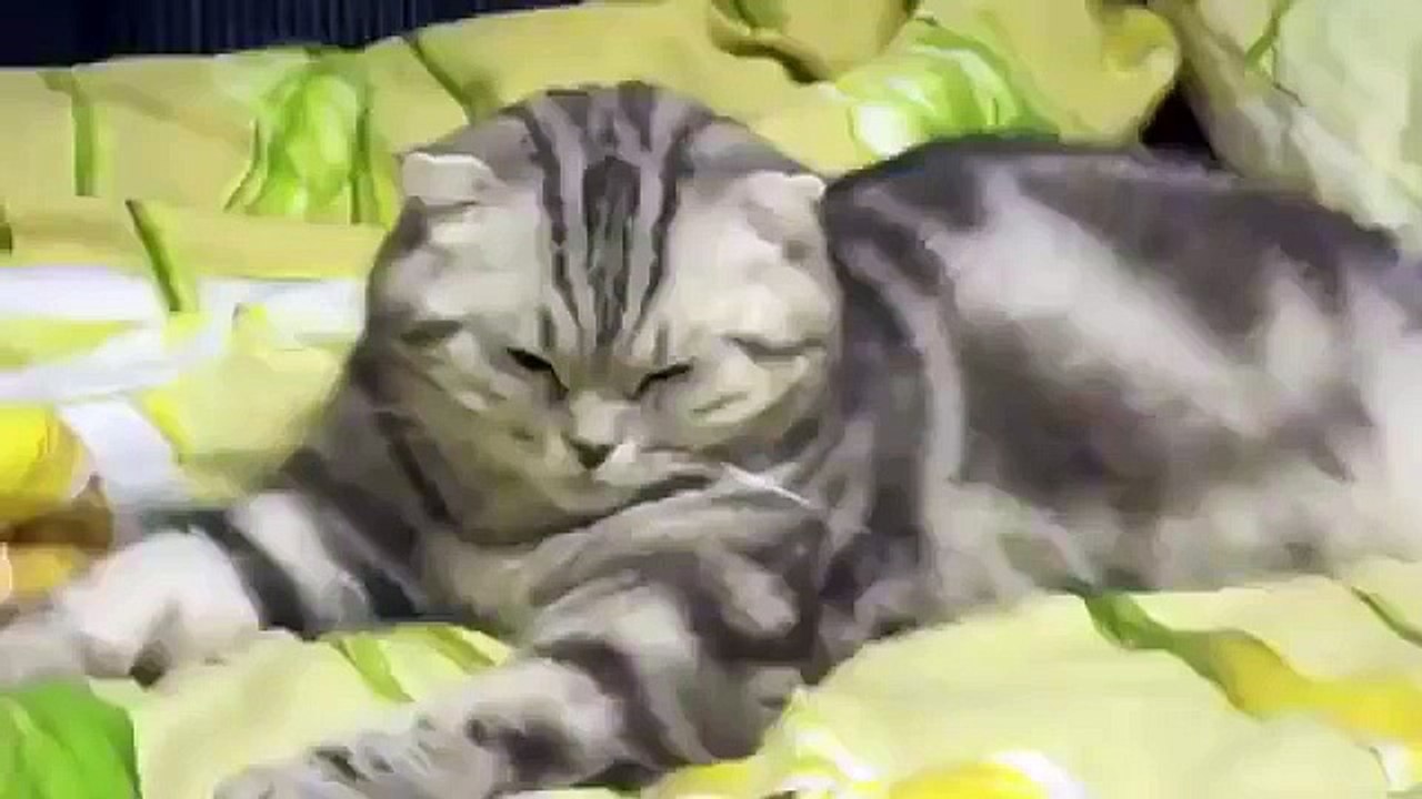 Кот заснул ))Я ржал минут 10
