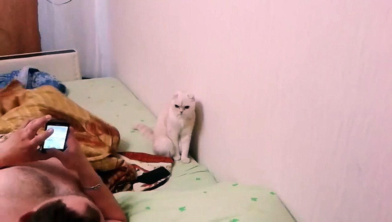 Кот патриот своей страны!=)