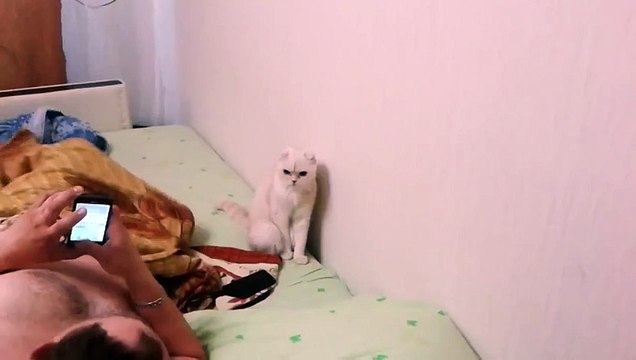 Кот патриот своей страны!=)