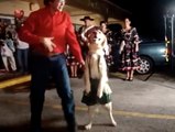 OMG ! Amazing Dancing Dog