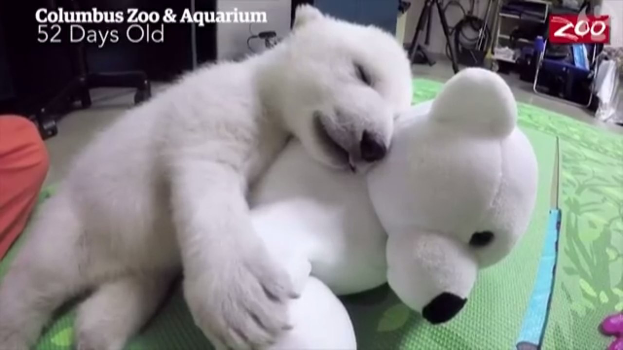 Un ours polaire trop mignon qui vient de naitre au zoo de Colombus