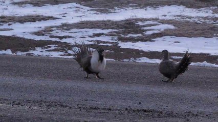 GREATER SAGE-GROUSE COCK FIGHT