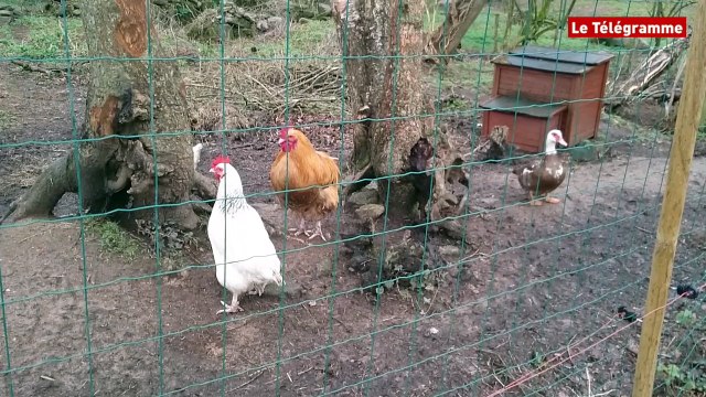 Plounéour-Ménez. Une arche de Noé pour les animaux de la ferme