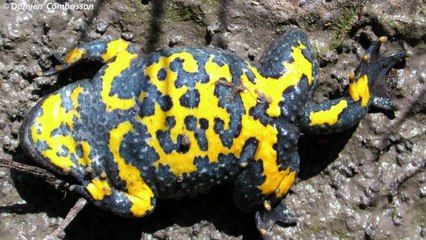 D!CI TV : Les zones humides du 05, le refuge du crapaud sonneur à ventre jaune