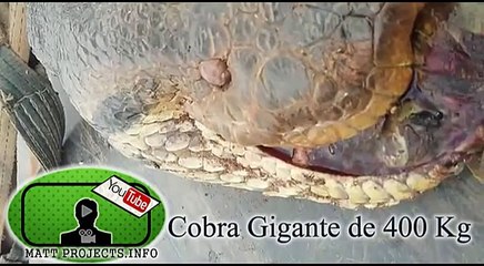 شاهد أضخم ثعبان في التاريخ بغابات الأمازون