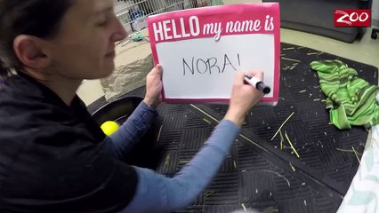 Polar Bear Cub Gets Her Name – Meet Nora! [HD, 720p]