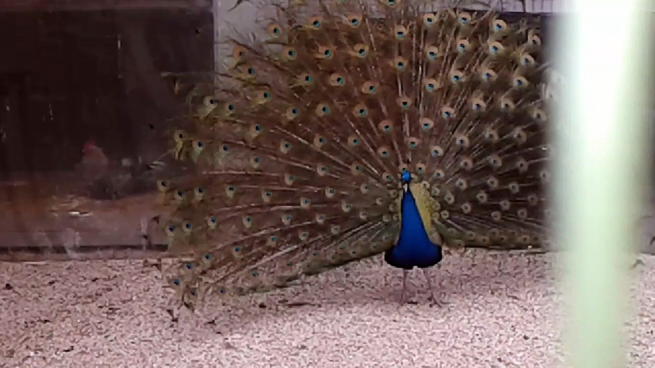 Pavone chiude la sua grande coda colorata