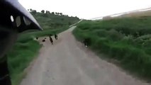 NEW Russian Mongrels Attack a Biker. Only in Russia 2013