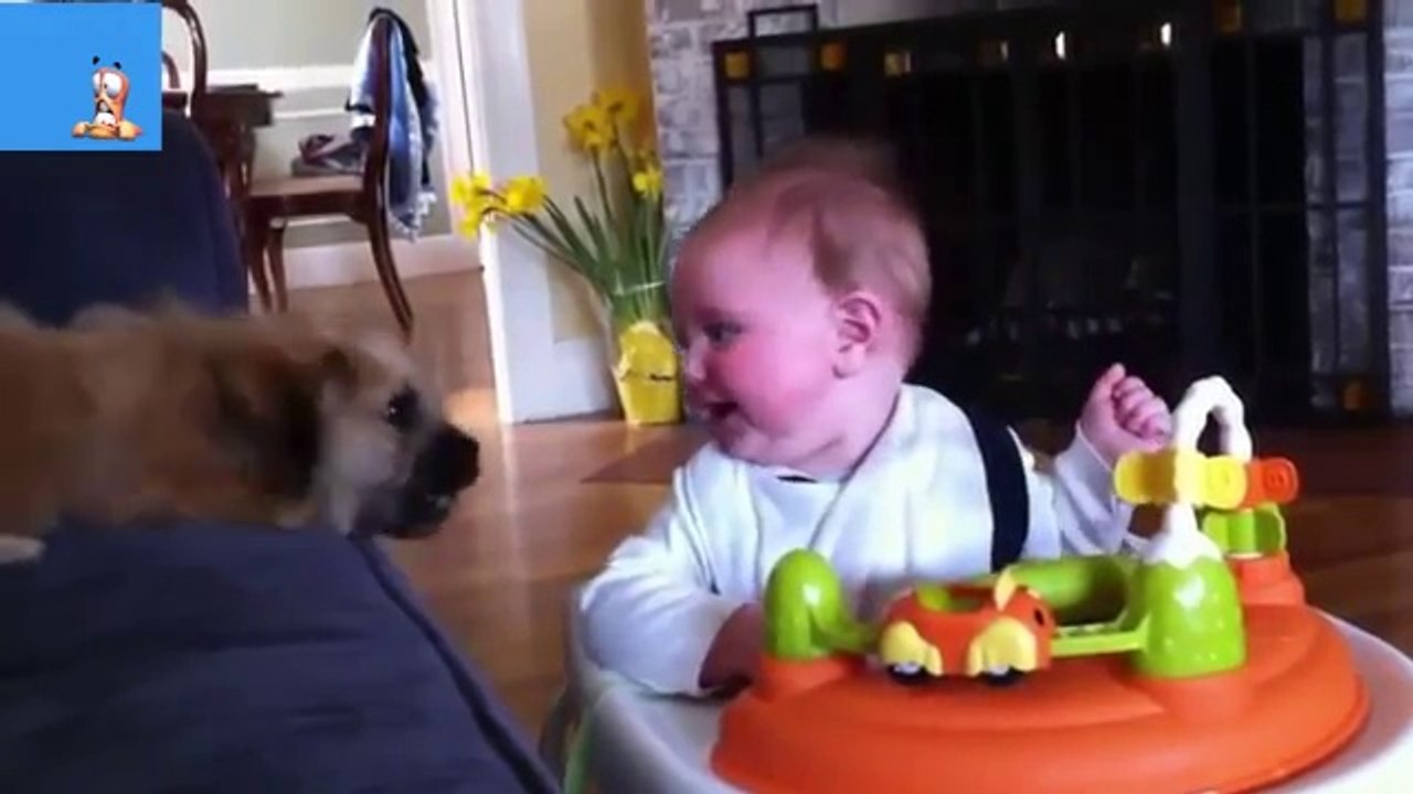 Funny Animals