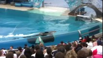 ♥♥ Seaworld's Shamu  Believe  Show (when trainers were allowed in the water!) - Copy