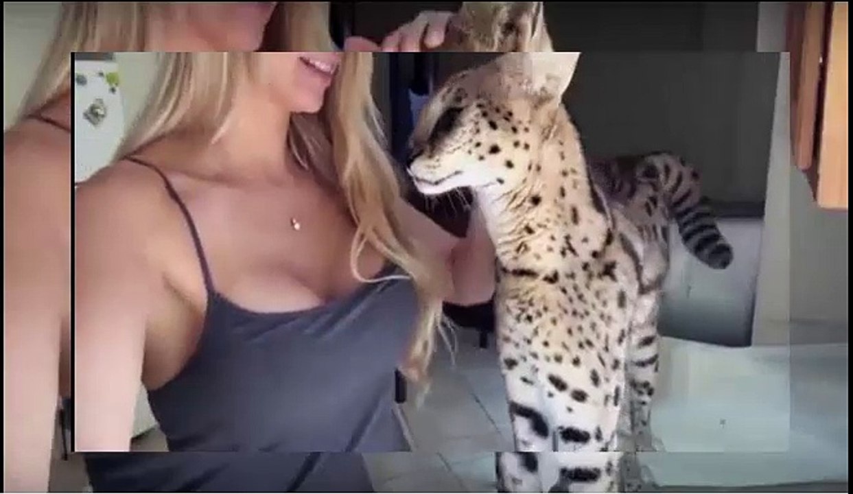 في مشهد نادر وعجيب جدًا قط سافانا ينادى مربيته بـ ماما Savannah cat calls her by Mama3