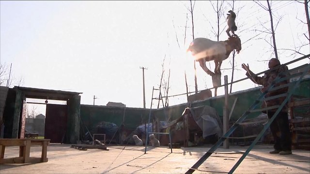 قسوة بالغة على حيوانات السيرك الصيني