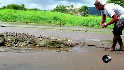 How Not to Feed a Crocodile