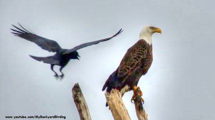 Crow Challenges Bald Eagle for Territory 🦅