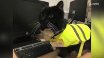 Felix, the local train station's cat gets promoted to 'Senior Pest Controller'