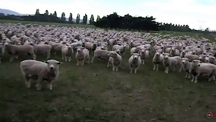 sheep protest, koyun protestosu